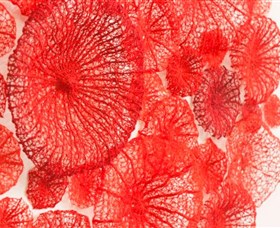 ATDW_Landscape__TNSW_ARCADIAN_ARTISTS_TRAIL_EXHIBITORS_2014_052_1